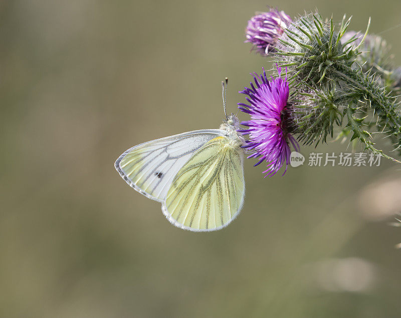 绿脉白蝶(Pieris napi)